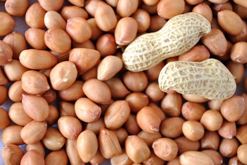 SION No. E-92 HPS Groundnut Kernels